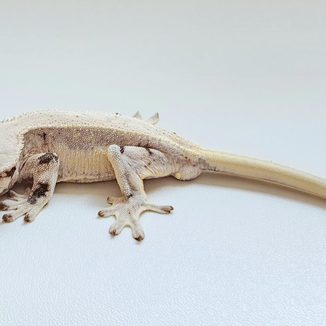 릴리화이트 화이트