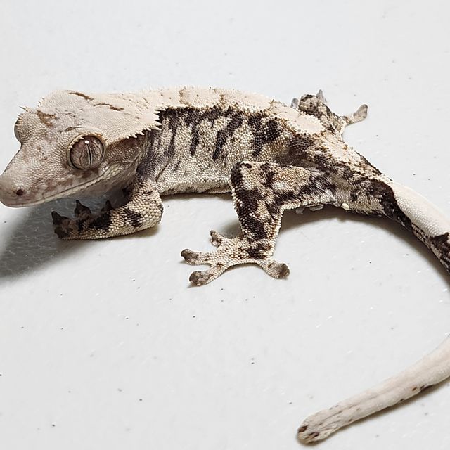 노멀 화이트스팟 화이트포트홀 화이트핀 젠젝스