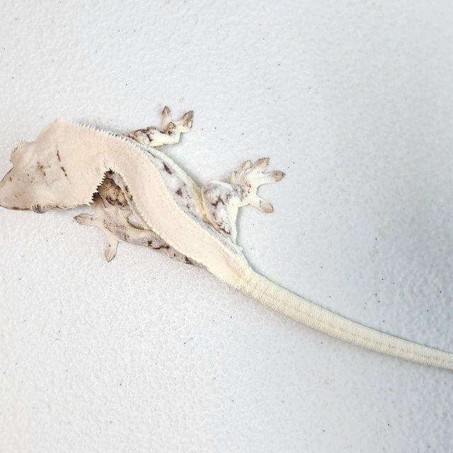 릴리화이트 솔리드백 젠젝스