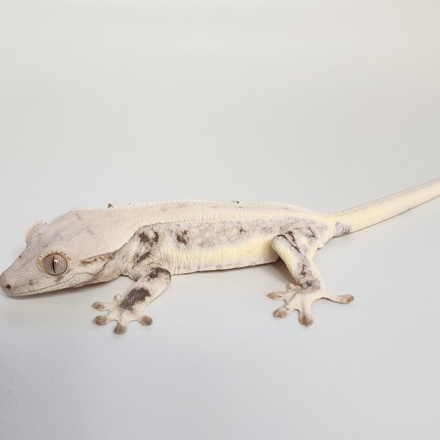 릴리화이트 화이트