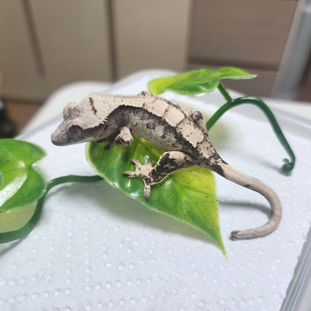 노멀 젠젝스