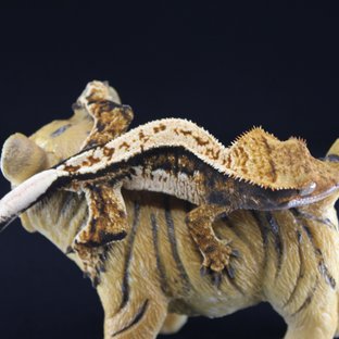 노멀 트라이 쿼드