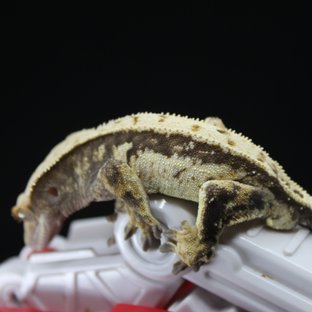 노멀 쿼드 트라이