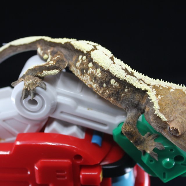 세이블 화이트스팟