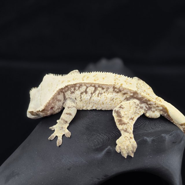 노멀 드리피 화이트스팟 쿼드