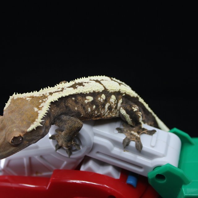 세이블 화이트스팟