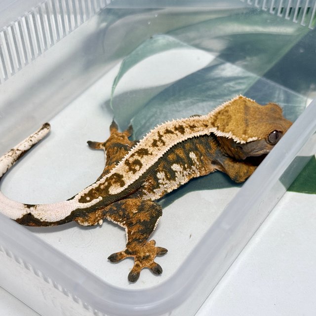 노멀 핀스트라이프 쿼드 텐저린