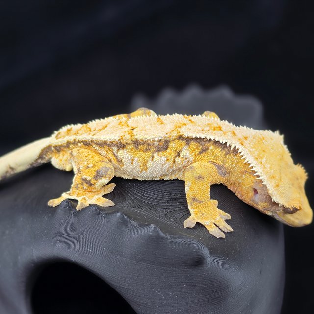 노멀 익스트림할리퀸 화이트스팟 화이트크라운