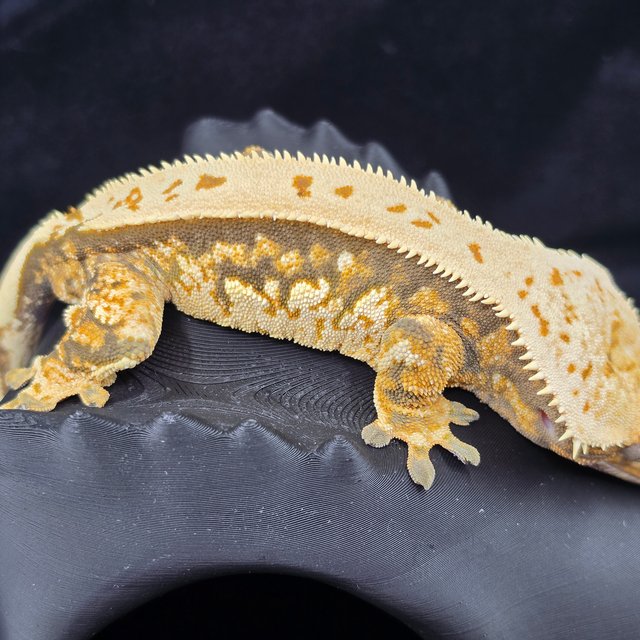 노멀 쿼드 핀스트라이프