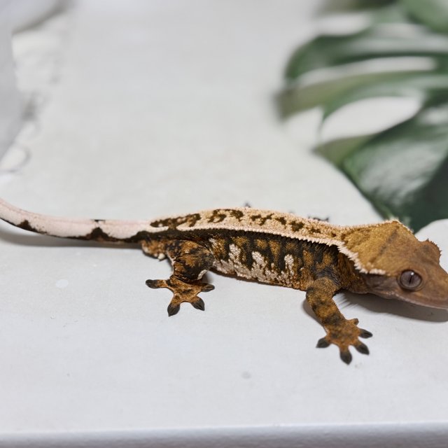 노멀 핀스트라이프 쿼드 텐저린