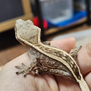 세이블 슈퍼스트라이프 엠티백