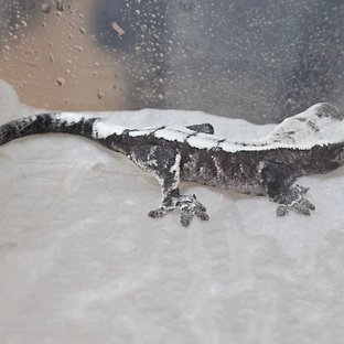 세이블 아잔틱