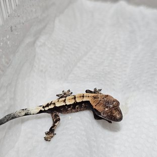 100%헷아잔틱 세이블