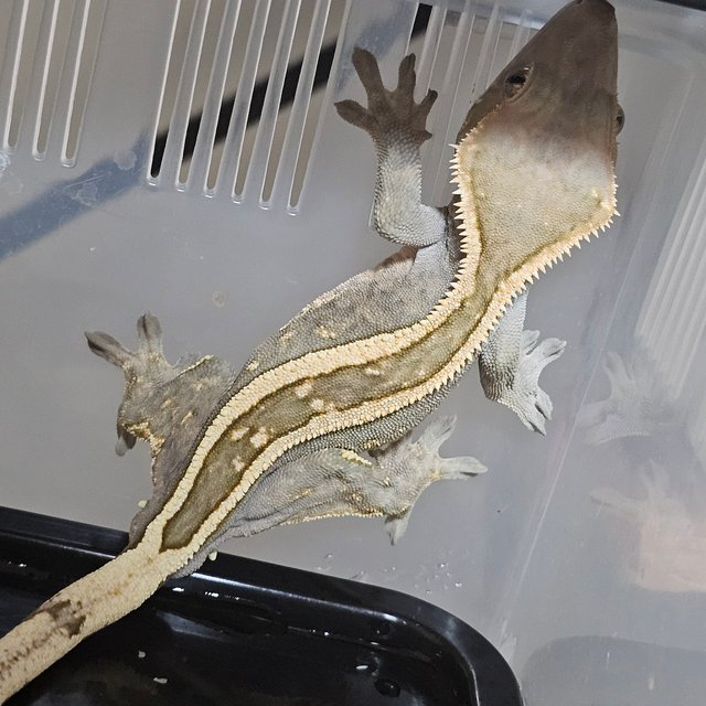 세이블 슈퍼스트라이프 엠티백