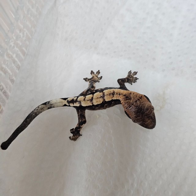 100%헷아잔틱 세이블