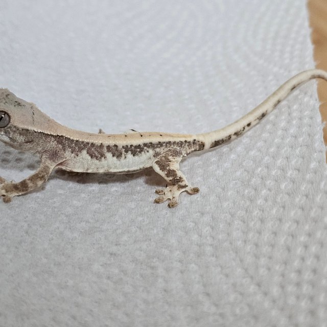 릴리 세이블 100%헷아잔틱 릴리100%헷아잔틱