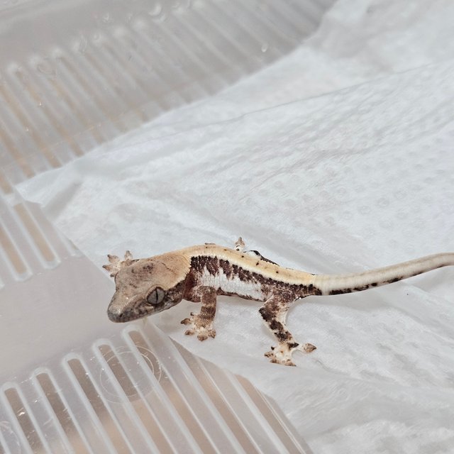 릴리 세이블 100%헷아잔틱 릴리100%헷아잔틱