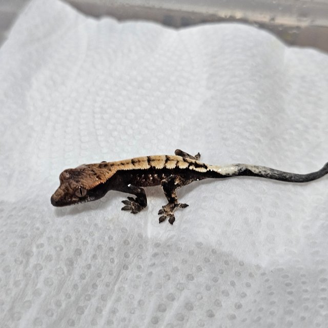 100%헷아잔틱 세이블