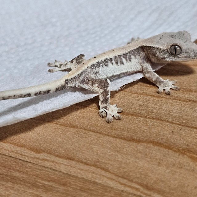 릴리 세이블 100%헷아잔틱 릴리100%헷아잔틱