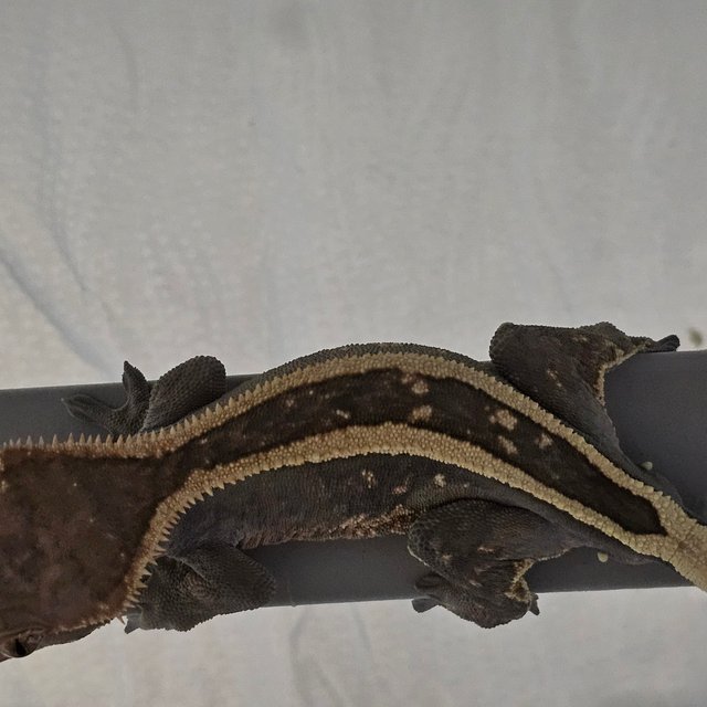 세이블 슈퍼스트라이프 엠티백