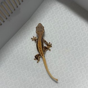 릴리100%헷아잔틱