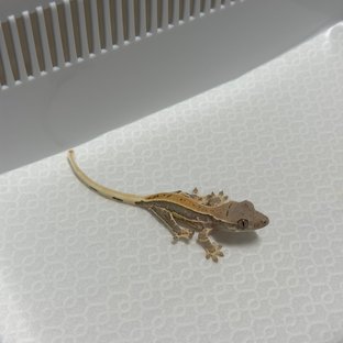 릴리100%헷아잔틱