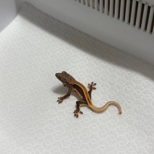 릴리100%헷아잔틱