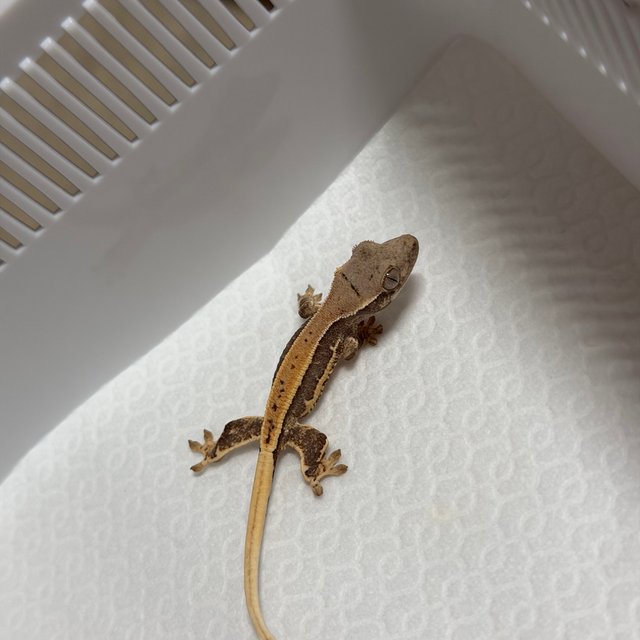 릴리100%헷아잔틱