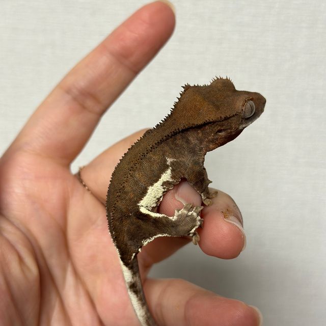 화이트 블랙 팬텀 다크 할리퀸