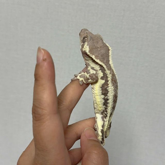 프라푸치노 풀핀 화이트