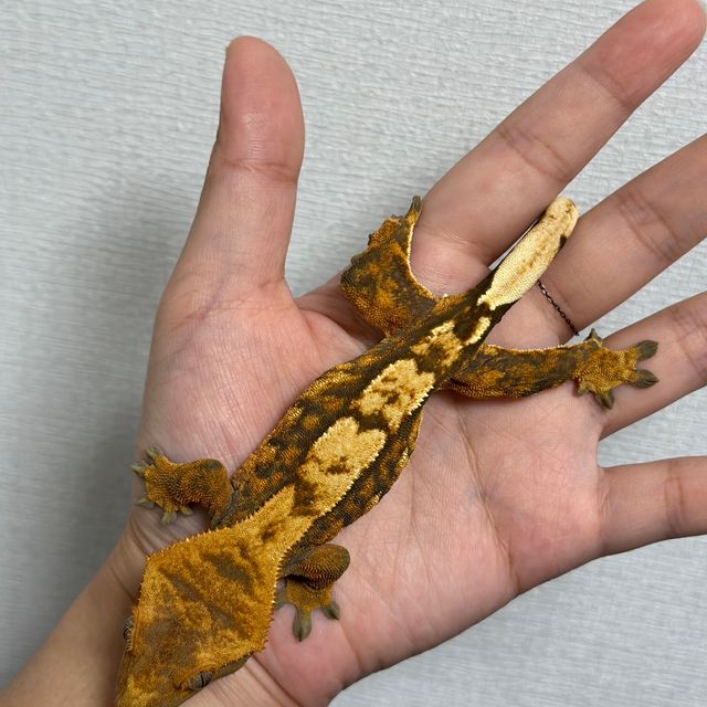 트라이 익스트림할리퀸 할리퀸 할로윈
