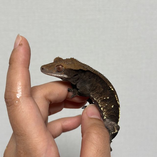 화이트포트홀 블랙 다크 카푸치노
