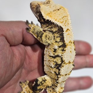 노멀 익스트림할리퀸 트라이