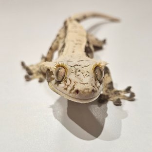 노멀 드리피 화이트스팟