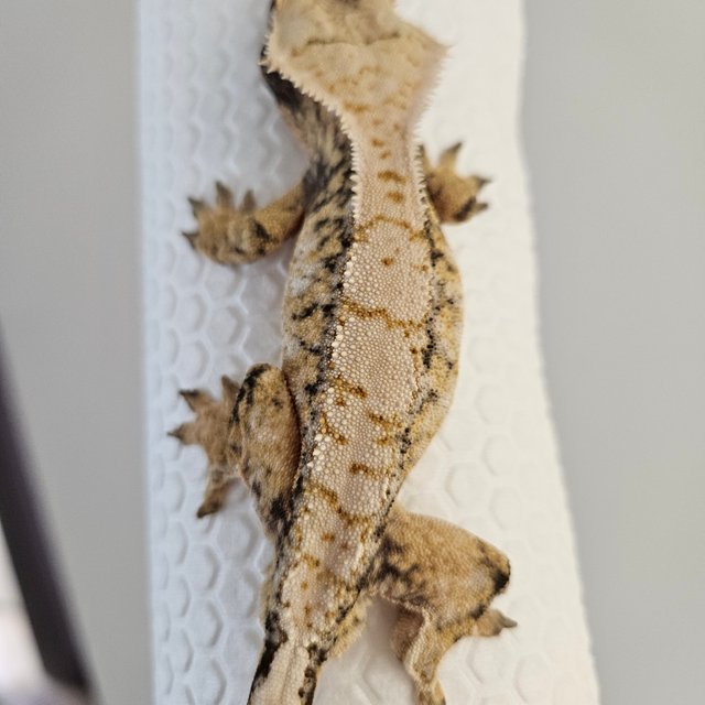 노멀 드리피 익스트림할리퀸 화이트스팟