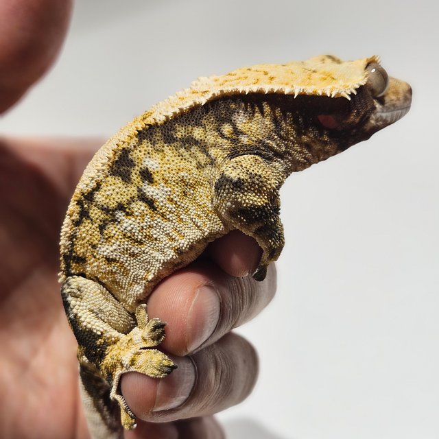 노멀 익스트림할리퀸 트라이