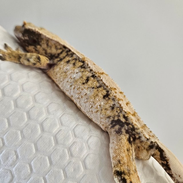 노멀 드리피 익스트림할리퀸 화이트스팟