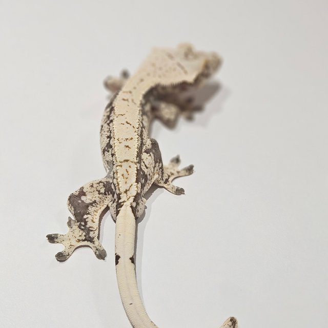 노멀 드리피 화이트스팟