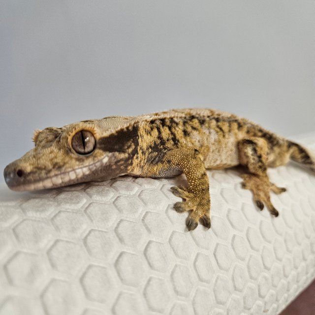 노멀 드리피 익스트림할리퀸 화이트스팟