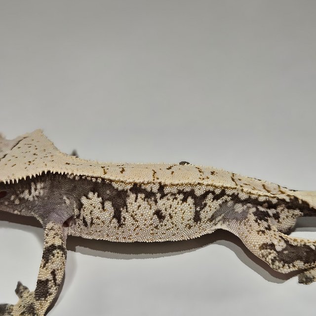 노멀 드리피 화이트스팟