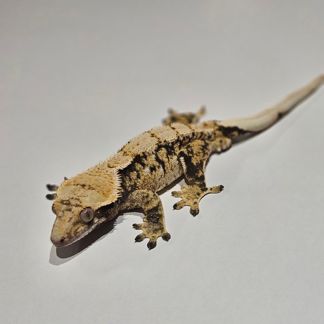 노멀 익스트림할리퀸 트라이