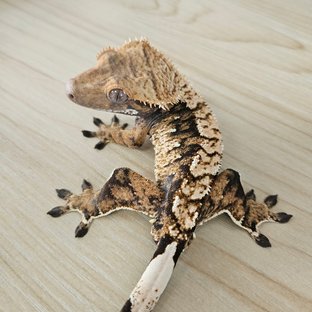 노멀 트라이 익스트림할리퀸 화이트스팟 텐저린