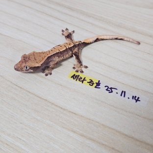 노멀 익스트림할리퀸