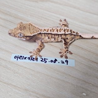 노멀 트라이 익스트림할리퀸 화이트핀