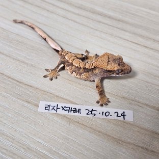 노멀 트라이 익스트림할리퀸