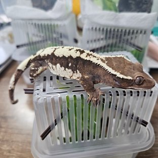 세이블