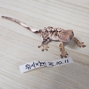 노멀 트라이 익스트림할리퀸 화이트스팟