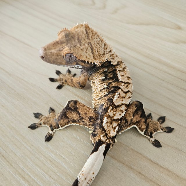 노멀 트라이 익스트림할리퀸 화이트스팟 텐저린