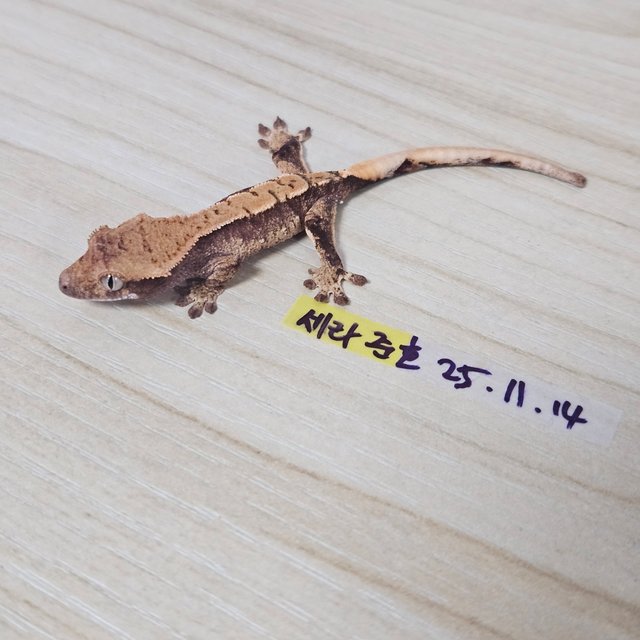 노멀 익스트림할리퀸