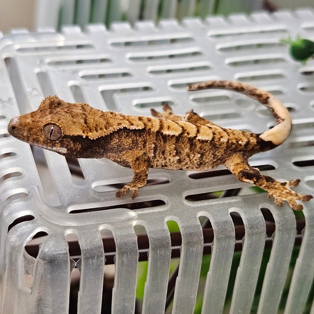 노멀 트라이 익스트림할리퀸 텐저린 타이거